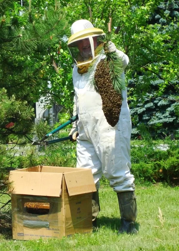 sos-essaim-abeilles